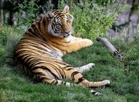 pic for amurshaya tiger 